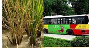 Được phép quảng cáo thuốc đặc trị bệnh vàng lùn xoắn lá trên xe buýt không?