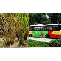 Được phép quảng cáo thuốc đặc trị bệnh vàng lùn xoắn lá trên xe buýt không?