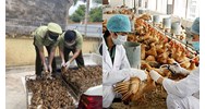 Ngăn chặn vận chuyển trái phép động vật dịp Tết Nguyên đán 2024