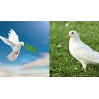 Đoạn văn nêu những điều em thích về chim bồ câu chọn lọc hay nhất