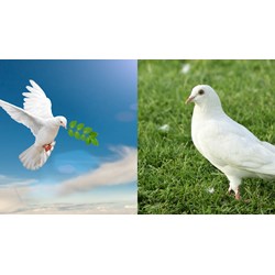 Đoạn văn nêu những điều em thích về chim bồ câu chọn lọc hay nhất