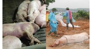 Yêu cầu tiêm vắc xin phòng bệnh Dịch tả lợn Châu Phí trên đàn lợn thịt?