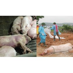 Yêu cầu tiêm vắc xin phòng bệnh Dịch tả lợn Châu Phí trên đàn lợn thịt?