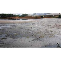 Mức phạt khi cơ sở sản xuất xả khí thải độc hại trực tiếp vào nguồn nước