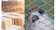 Quy định ngăn chặn nhập lậu, vận chuyển trái phép động vật, sản phẩm động vật