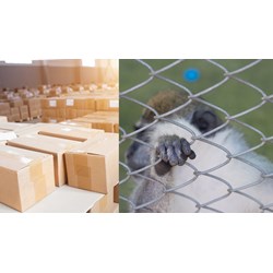 Quy định ngăn chặn nhập lậu, vận chuyển trái phép động vật, sản phẩm động vật