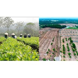 Đất công ty nông nghiệp đang khoán trắng, sử dụng sai mục đích có bị thu hồi?