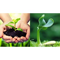 Thủ tục giao quyền đăng ký đối với giống cây trồng là kết quả của khoa học - công nghệ