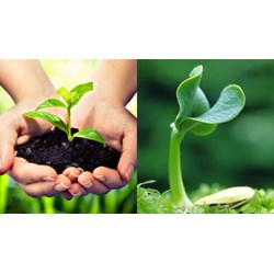 Thủ tục giao quyền đăng ký đối với giống cây trồng là kết quả của khoa học - công nghệ