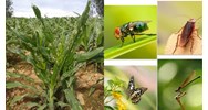 Quy định về sinh vật gây hại chủ yếu trên nhóm cây lâm nghiệp?