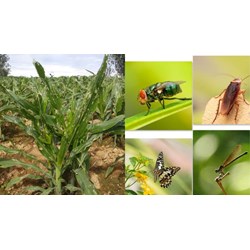 Quy định về sinh vật gây hại chủ yếu trên nhóm cây lâm nghiệp?