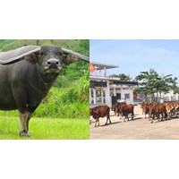 Trâu bò phá hoại vườn hàng xóm phải bồi thường thế nào?