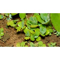 Sinh sản vô tính ở thực vật là cây non được sinh ra mang đặc tính?