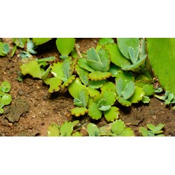 Sinh sản vô tính ở thực vật là cây non được sinh ra mang đặc tính?