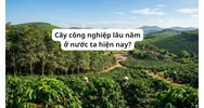 Cây công nghiệp lâu năm ở nước ta hiện nay? Địa lý lớp 12