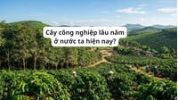 Cây công nghiệp lâu năm ở nước ta hiện nay? Địa lý lớp 12