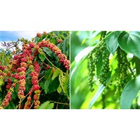 Cây công nghiệp lâu năm ở nước ta hiện nay? Địa lý lớp 12