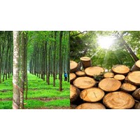 Cây công nghiệp hàng năm ở nước ta hiện nay phân bố thế nào?