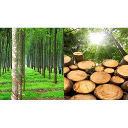 Cây công nghiệp hàng năm ở nước ta hiện nay phân bố thế nào?