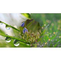 Phân tích tác phẩm Giọt sương đêm chọn lọc hay nhất Ngữ văn 6