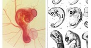 Quá trình phát triển của động vật đẻ con gồm giai đoạn?