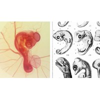 Quá trình phát triển của động vật đẻ con gồm giai đoạn?