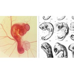 Quá trình phát triển của động vật đẻ con gồm giai đoạn?