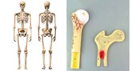 Thành phần hóa học của xương có ý nghĩa gì với chức năng của xương