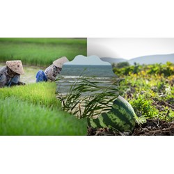 Vì sao tác giả khẳng định "mùa gió" chướng cũng là mùa thu hoạch?