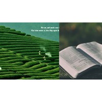 Thành ngữ, ca dao, tục ngữ nói về vai trò của giống cây trồng lớp 7