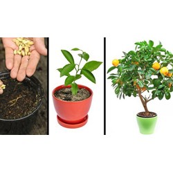Giải Khoa học 5 bài 53: Cây con mọc lên từ hạt