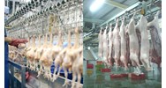 Yêu cầu của cơ sở giết mổ làm nguyên liệu chế biến thực phẩm halal