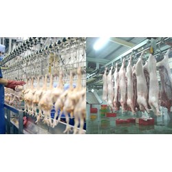 Yêu cầu của cơ sở giết mổ làm nguyên liệu chế biến thực phẩm halal