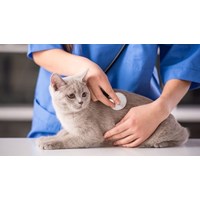 Quy định về thủ tục cấp lại chứng chỉ hành nghề thú y