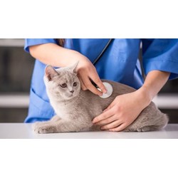 Quy định về thủ tục cấp lại chứng chỉ hành nghề thú y