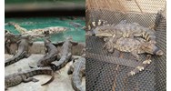 Diện tích tối thiểu chuồng cá sấu nước ngọt với mục đích thương mại