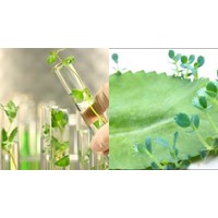 Tóm tắt lý thuyết Sinh học 11 bài 20 ngắn gọn, đầy đủ nhất