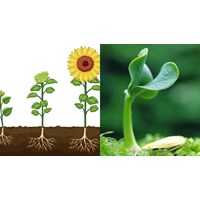 Tóm tắt lý thuyết Sinh học 11 bài 15 ngắn gọn, đầy đủ nhất
