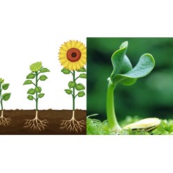 Tóm tắt lý thuyết Sinh học 11 bài 15 ngắn gọn, đầy đủ nhất