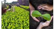 Cây trồng lâm nghiệp là gì? Danh mục các cây trồng lâm nghiệp chính