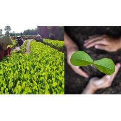 Cây trồng lâm nghiệp là gì? Danh mục các cây trồng lâm nghiệp chính