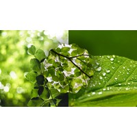 Phân tích tác phẩm Cõi lá chọn lọc hay nhất