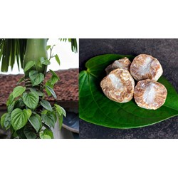 Sự gắn bó giữa thiên nhiên và con người qua bài Đánh thức trầu