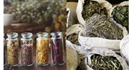 Uỷ ban nhân dân cấp tỉnh có trách nhiệm gì với giống dược liệu địa phương?