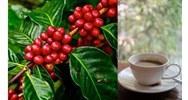 Báo cáo về tình hình sản xuất và tiêu thụ sản phẩm của cây cà phê