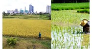 Mẫu báo cáo chuyển đổi cơ cấu cây trồng trên đất lúa mới nhất