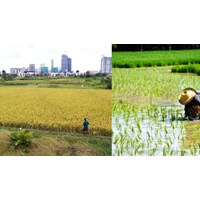 Mẫu báo cáo chuyển đổi cơ cấu cây trồng trên đất lúa mới nhất