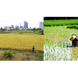 Mẫu báo cáo chuyển đổi cơ cấu cây trồng trên đất lúa mới nhất