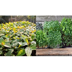 Thủ tục chuyển giao quyền sử dụng giống cây trồng được bảo hộ theo quyết định bắt buộc