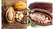 Quy định pháp luật hiện hành về yêu cầu chung khi lấy mẫu hạt cacao